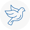 Bird Prevention Crewkerne