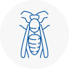 Crewkerne Wasp Nest Removal
